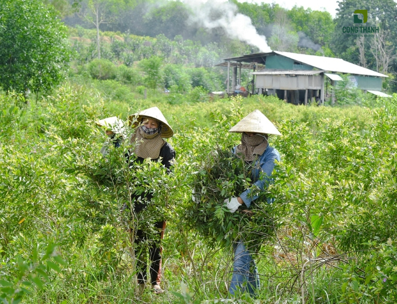 Người dân thu hoạch lá tràm