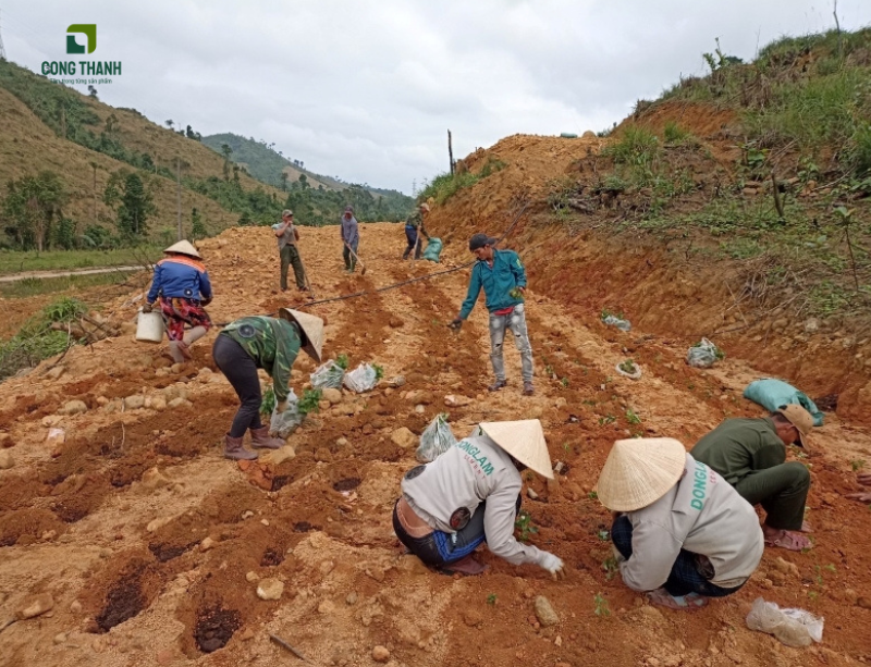 Đất đồi sỏi đá nghèo dinh dưỡng