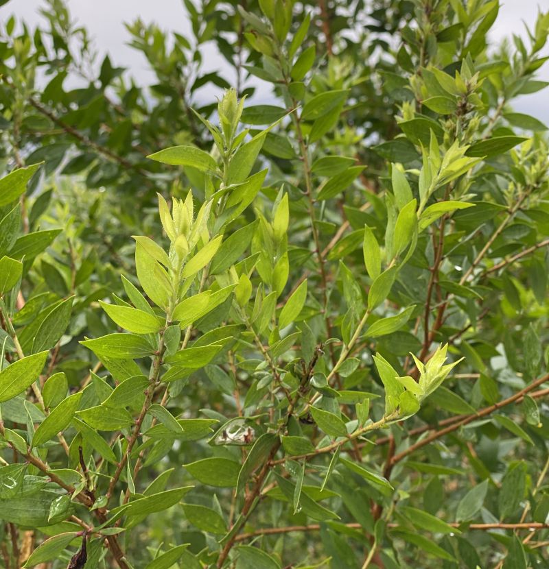 Tràm gió phát triển trên thổ nhưỡng đất Huế