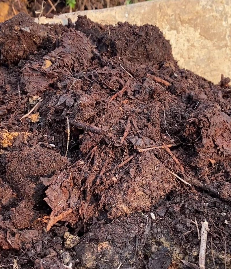 Bã Tràm sau khi ủ được 1 năm
