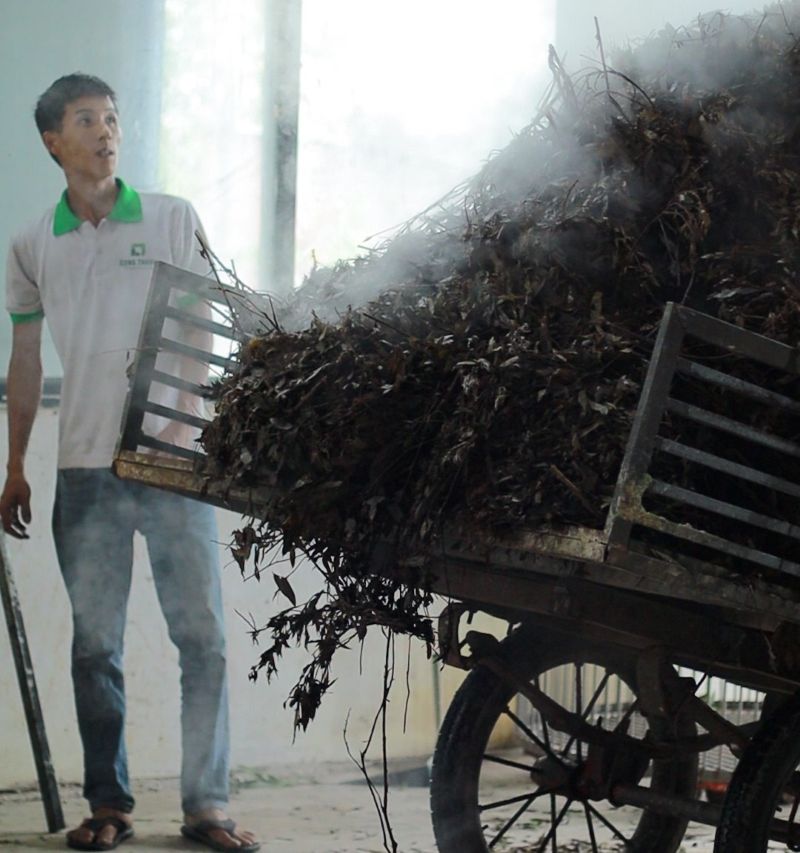 Bã Tràm ngay sau khi vừa được chưng cất để chiết xuất tinh dầu