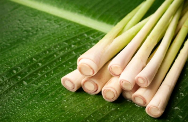 Cây sả chanh trong đời sống