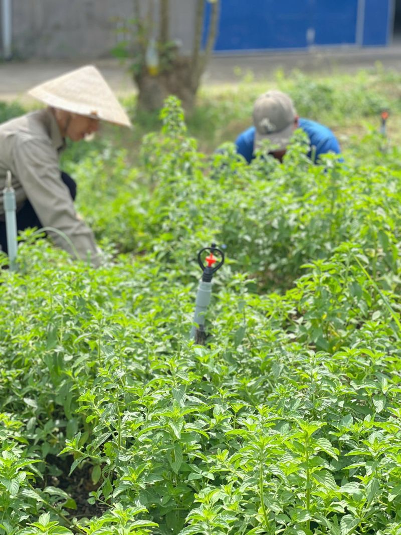 Thường xuyên tưới nước và chăm sóc thường xuyên vùng nguyên liệu