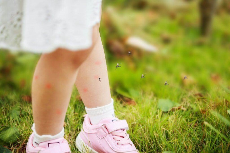 Dùng tinh dầu tràm trị vết côn trùng cắn