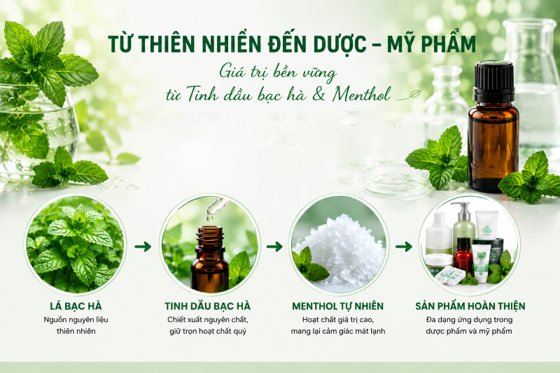 Giá trị của menthol trong tinh dầu bạc hà
