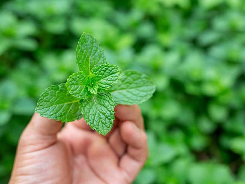 Lựa chọn giống cây Bạc hà Nhật có sức sống tốt, thích nghi nhanh với môi trường sống tại vùng trồng