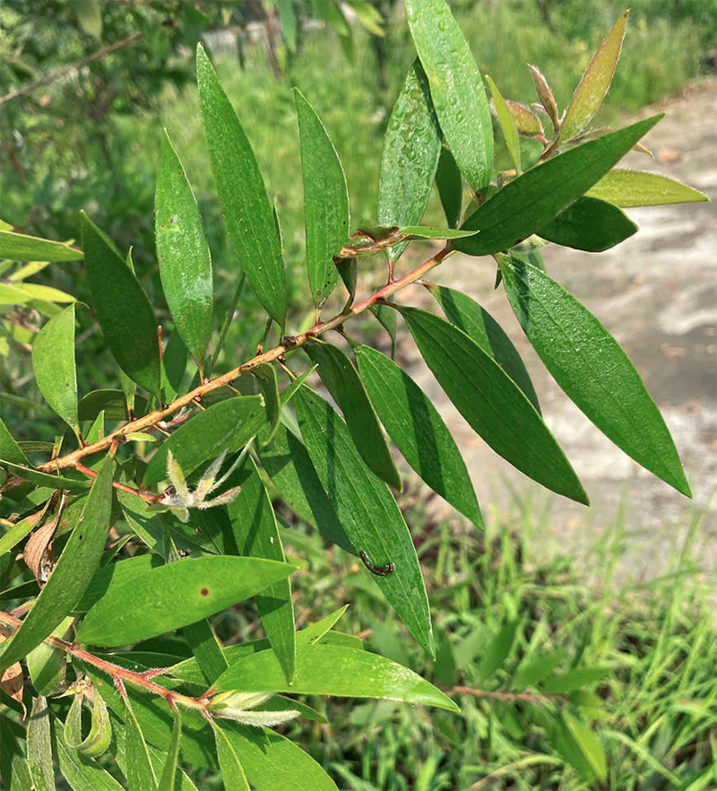 Là tràm gió còn đọng sương sớm