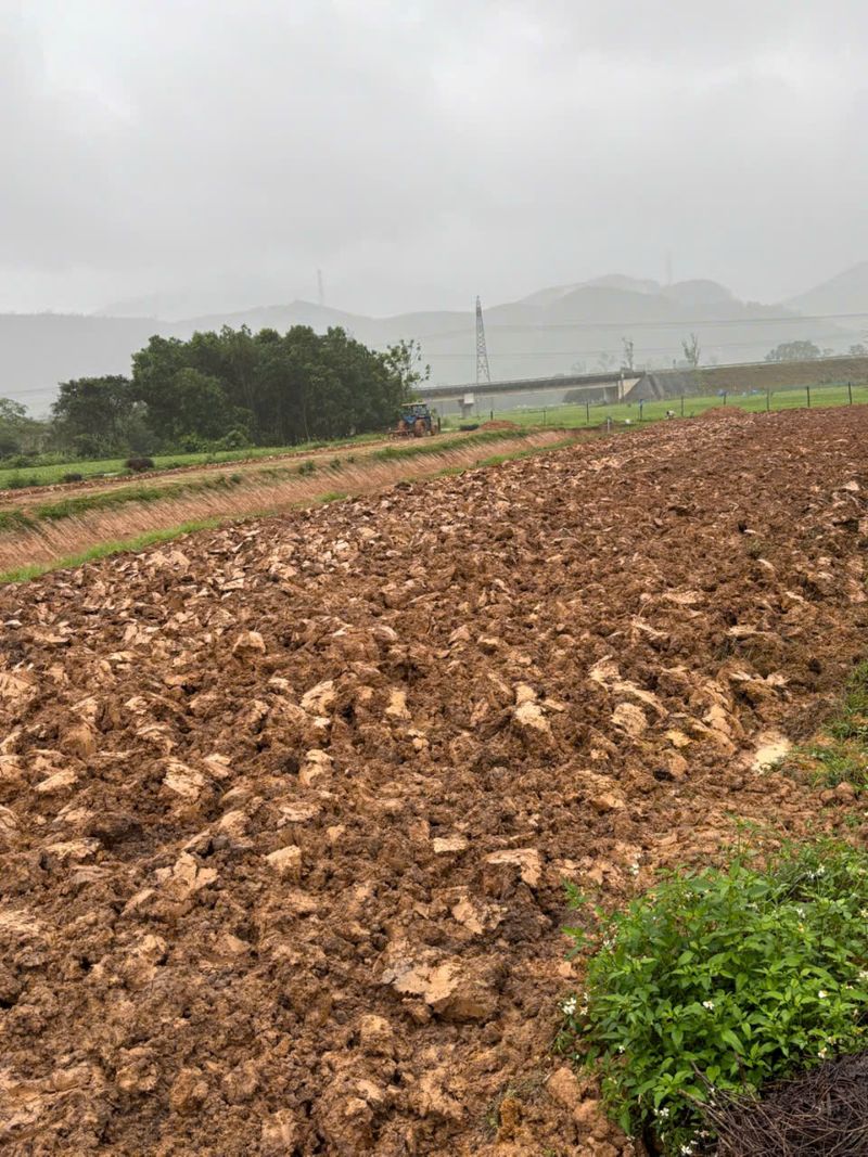 Cày đất, chuẩn bị cho công việc trồng bạc hà