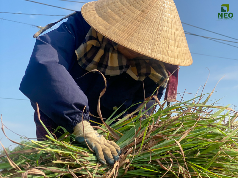 Người nông dân thu hoạch nguyên liệu sả phục vụ sản xuất