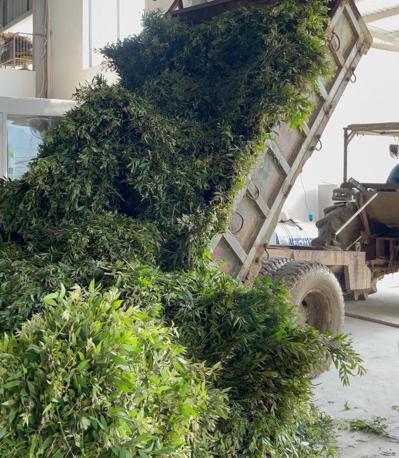 Nguyên liệu Tràm chuẩn bị chiết xuất