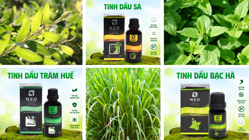 Sản phẩm tinh dầu cung cấp số lượng lớn từ công ty Công Thành NEO