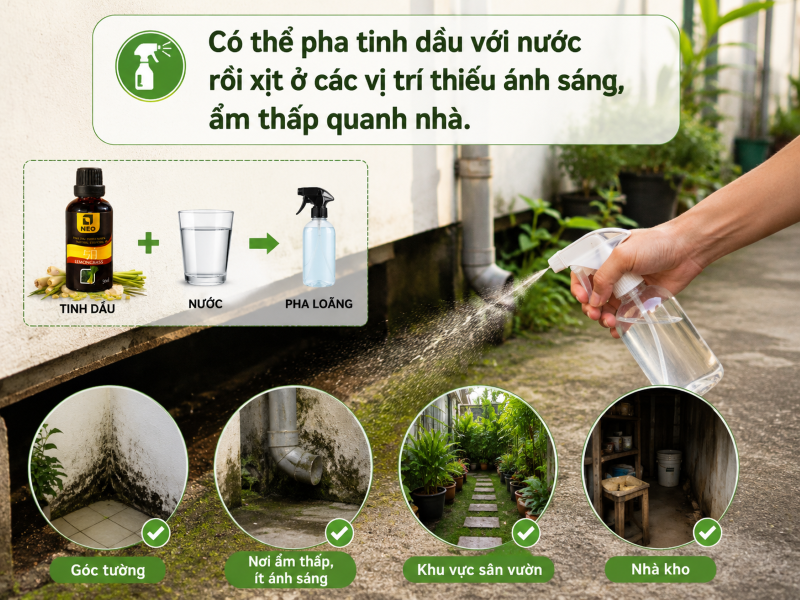 Cách sử dụng tinh dầu để xua đuổi rắn