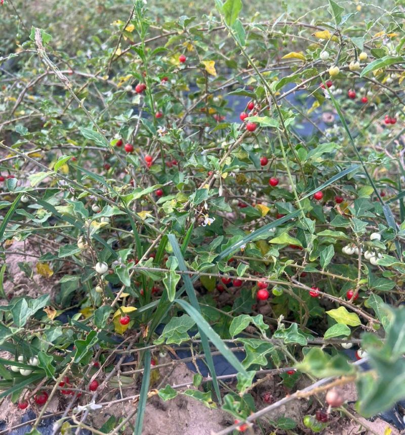 Thành quả cây Cà gai leo tươi