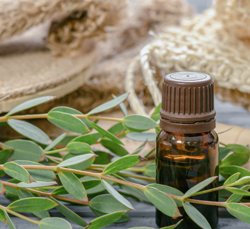 Tinh dầu Tràm gió Huế 