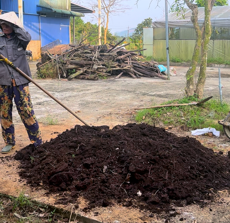 Bã Tràm sau khi ủ hoai mục được sử dụng để trồng cây nông nghiệp