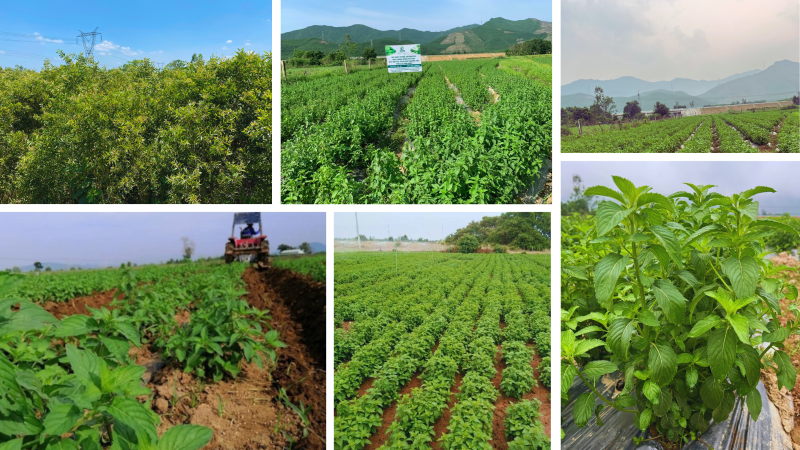 Vùng trồng nguyên liệu công ty Công Thành