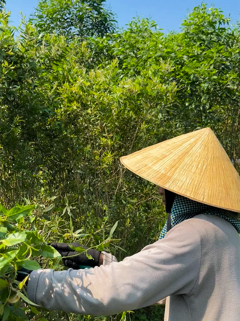 Người nông dân thu hoạch tràm