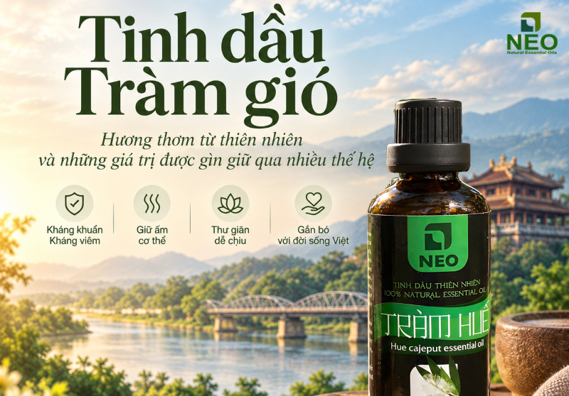 Công dụng của tràm gió Huế và liệu pháp dân gian với tinh dầu tràm