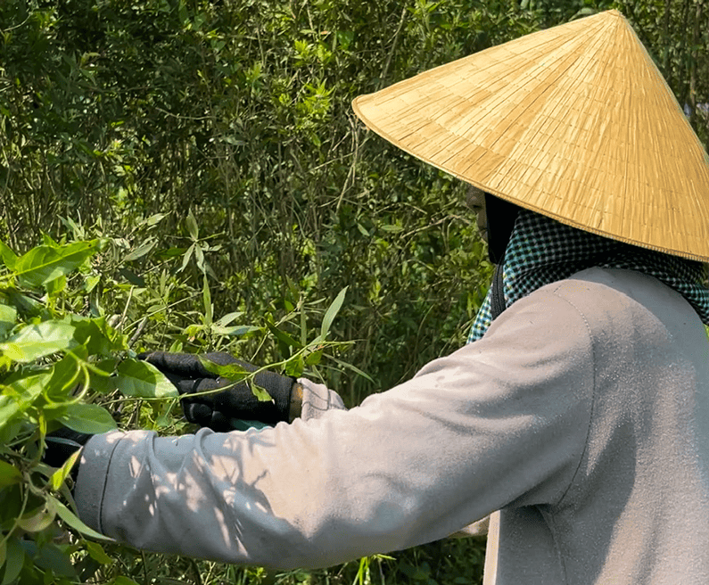 Hạnh phúc từ việc tạo ra những giọt tinh dầu tràm Huế