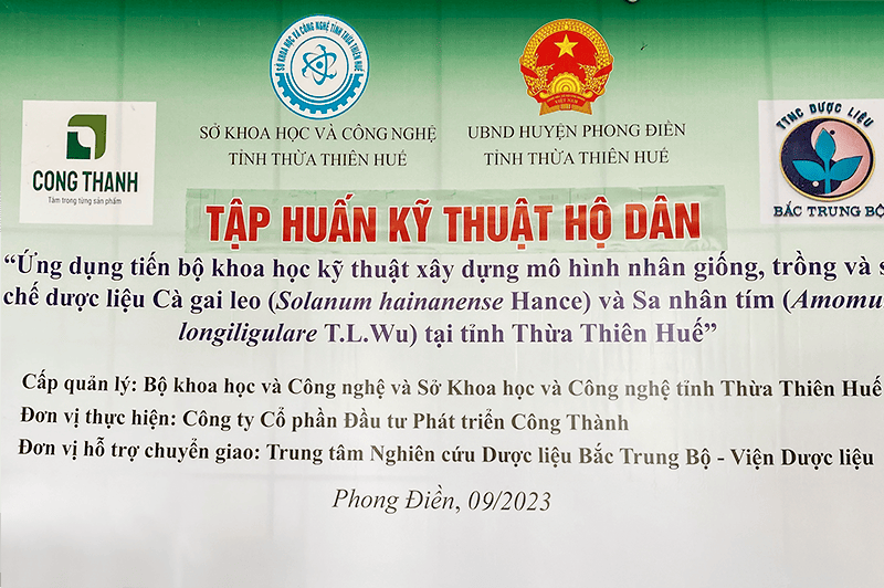 Kết quả hoạt động của dự án Ứng dụng tiến bộ khoa học kỹ thuật xây dựng mô hình nhân giống, trồng và sơ chế dược liệu Cà gai leo (Solanum hainanense Hance) và Sa nhân tím (Amomum longiligulare T.L.Wu) tại tỉnh Thừa Thiên Huế
