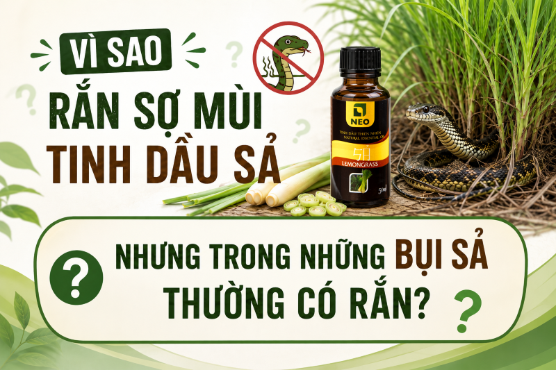 Nếu rắn sợ mùi sả, vì sao chúng vẫn xuất hiện trong những bụi sả?