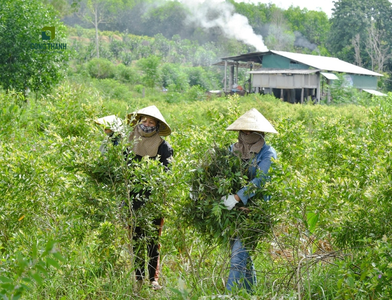 Thiên thời địa lợi cho cầy tràm gió phát triển ở Huế