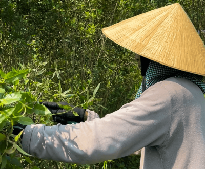 Hạnh phúc từ việc tạo ra những giọt tinh dầu tràm Huế