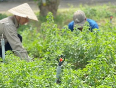 Sơ lược quá trình trồng cây bạc hà tại Công Thành NEO