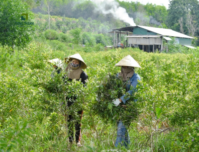 Thiên thời địa lợi cho cầy tràm gió phát triển ở Huế