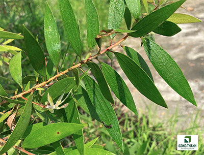 Thu hoạch lá tràm gió đúng cách