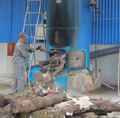 Vì sao tinh dầu tràm chỉ được chiết xuất vào mùa hè? 